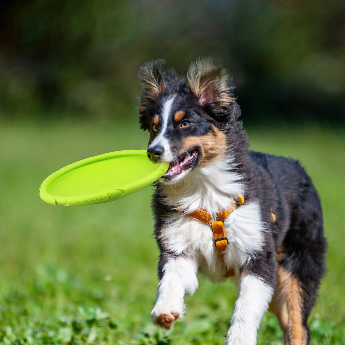 Durable Rubber Dog Flying Disc For Outdoor Pool And Beach