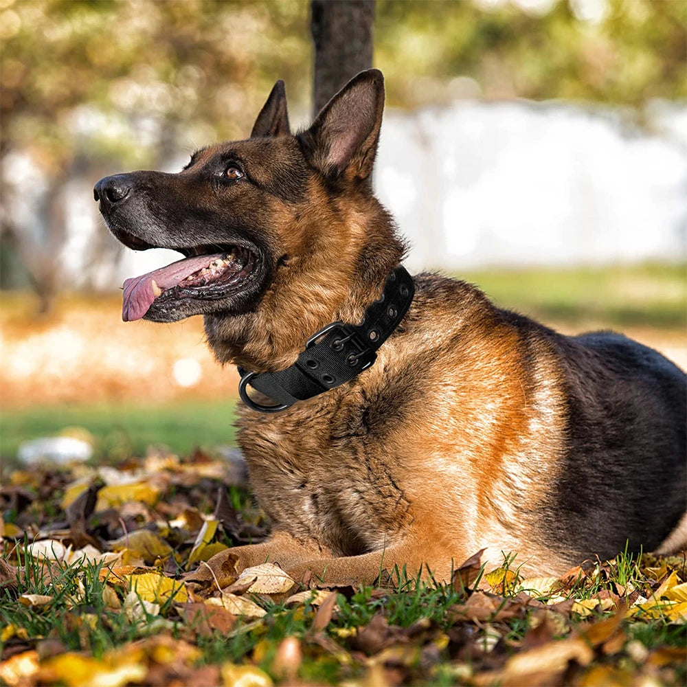 Durable Nylon Tactical Dog Collar for Training and Outdoor Use