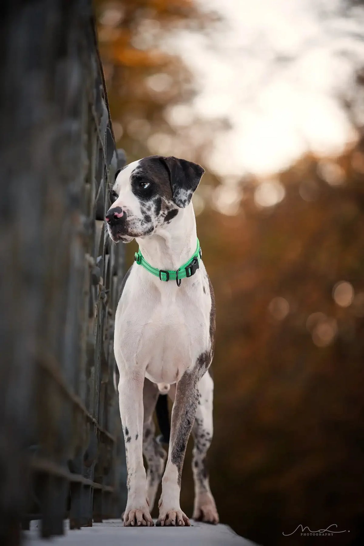 Truelove Reflective Padded Adjustable Nylon Dog Collar